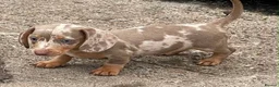 Miniature Dachshund dogs for sale: Miniature dachshund  in Swansea - Advert 6