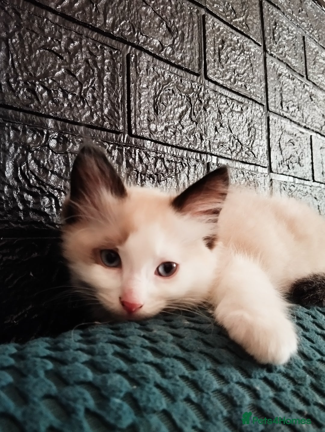 Ragdoll cats for sale: Traditional Ragdolls and Mink Ragdolls in Daventry - Image 19