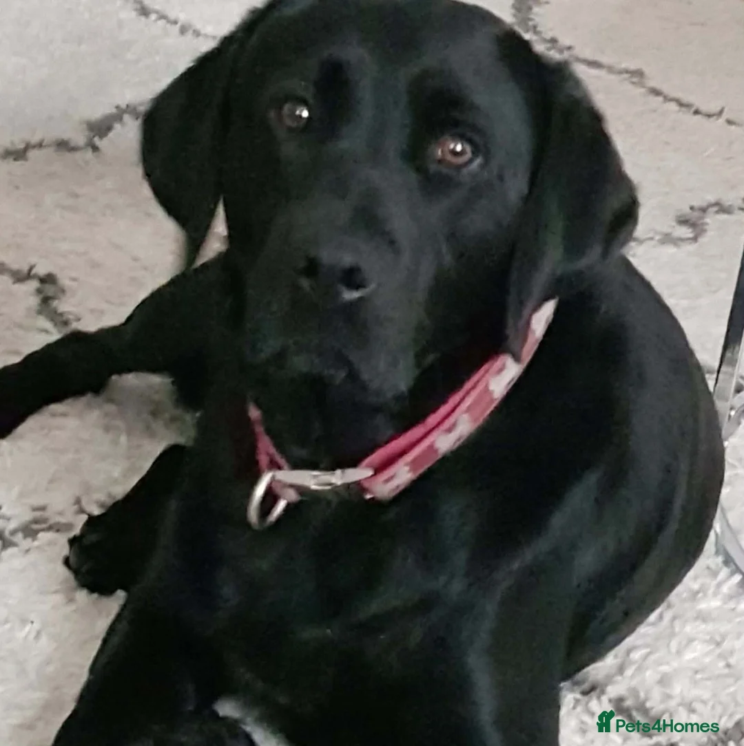 Springador dogs for sale: Labrador x Springer - 8 years old  - Advert 2
