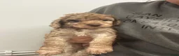 Cockapoo dogs for sale: Beautiful F2 cockapoo puppies  - Advert 8