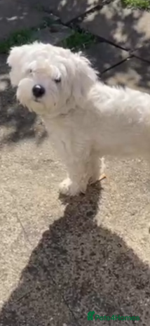 Maltese dogs - Advert 1