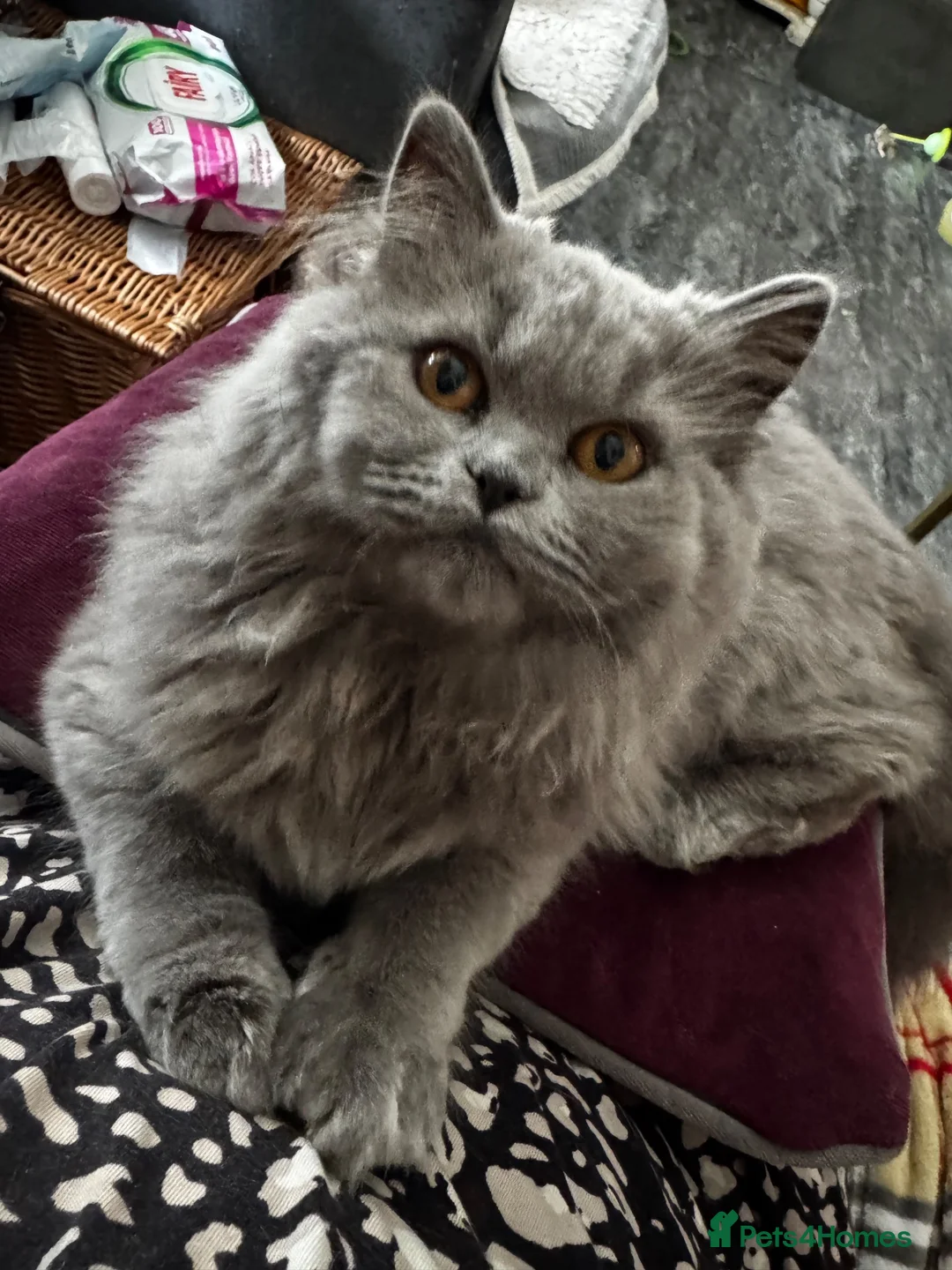 British Longhair cats for sale: Beautiful British longhair blue girl ready  - Advert 14