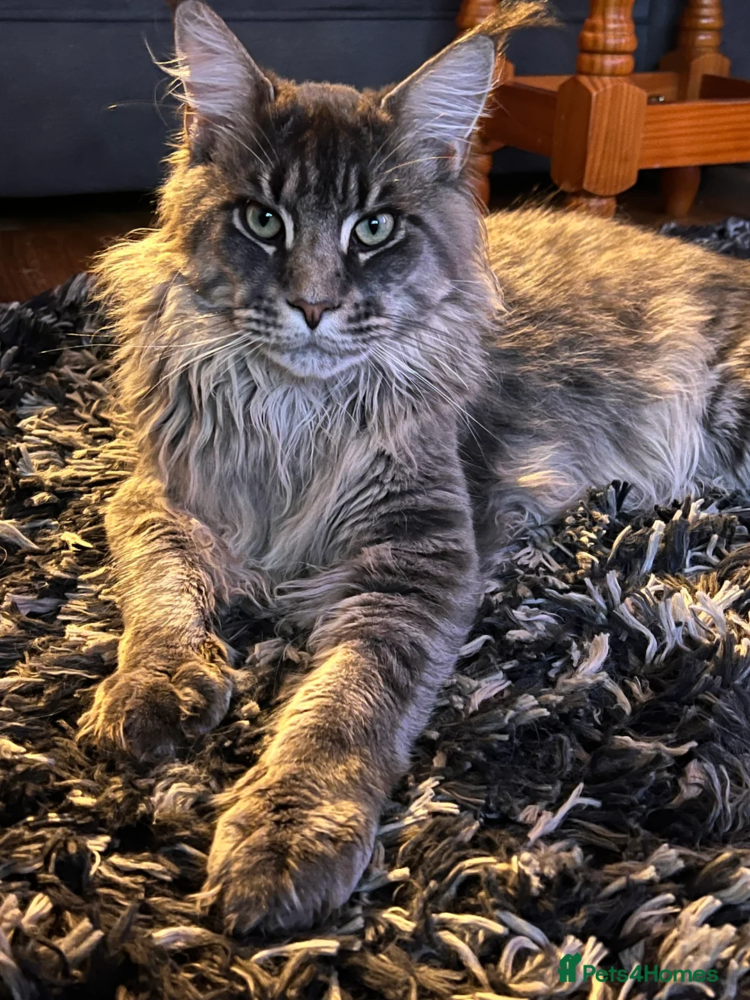 Gallery Image {{count}}