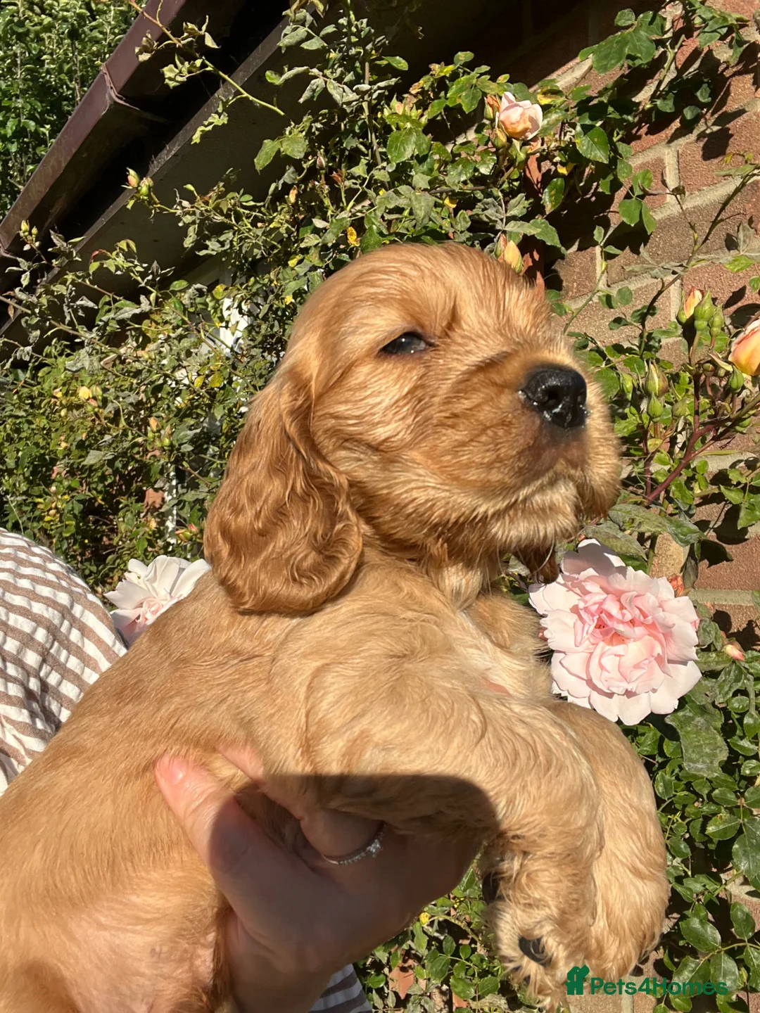 Cocker Spaniel dogs for sale: Outstanding Show Cocker Spaniels KC Reg - Advert 1