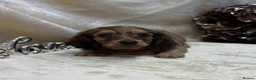 Miniature Dachshund dogs for sale: Stunning KC Long Haired Miniature Dachshund 🐶🐶 - Advert 14