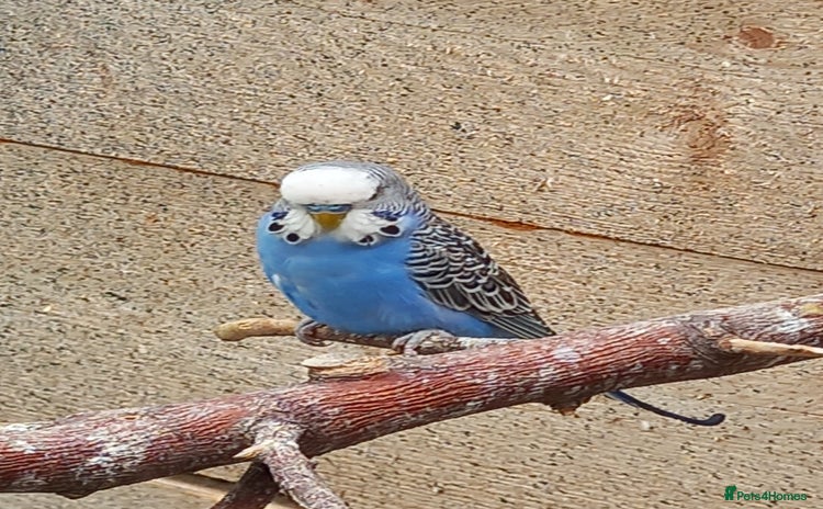 Budgerigars birds - Advert 17