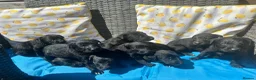 Mixed Breed dogs for sale: Labrador cross  - Advert 12