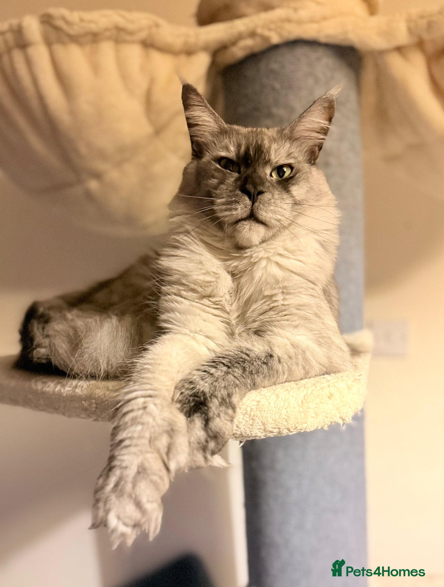 Maine Coon cats XXL kittens Tica ❤️ - Advert 2