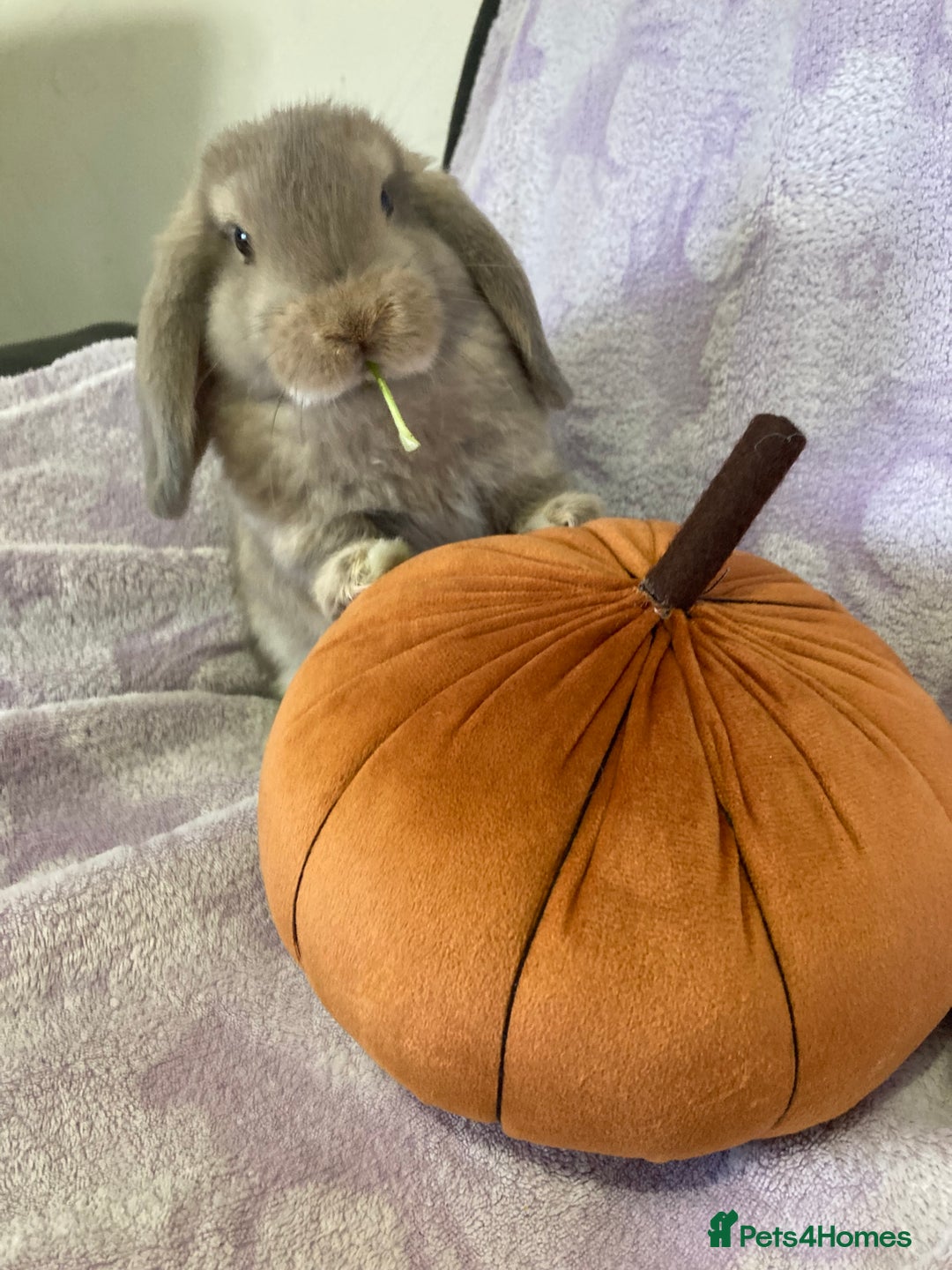 Mini Lop rabbits for sale: Adorable mini lop for sale  - Image 3
