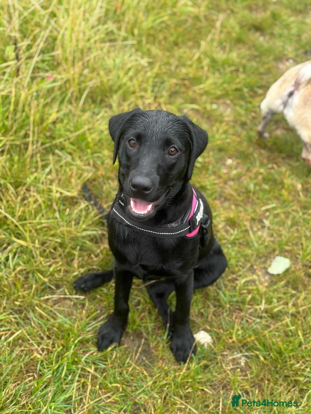 Labrador Retriever dogs for sale: labrador retriever - Advert 17