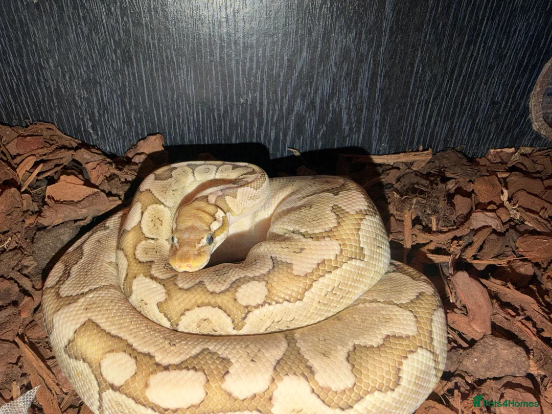 Python Snake reptiles for sale: Royal python snake  - Advert 5