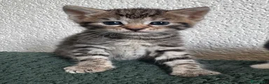 Full tabby