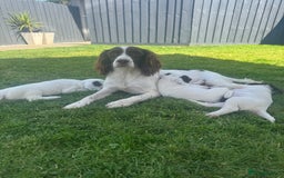 English Springer Spaniel dogs for sale: ✨ Working English Springer Spaniel Puppies ✨ - Image 29