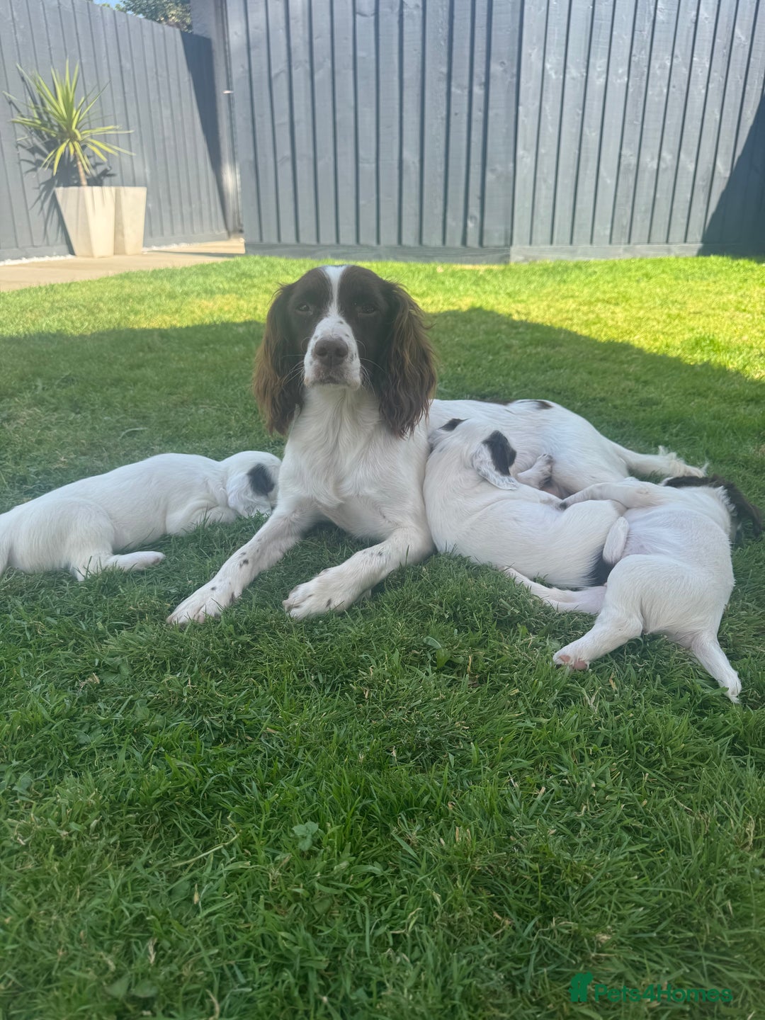 English Springer Spaniel dogs for sale: ✨ Working English Springer Spaniel Puppies ✨ - Image 29