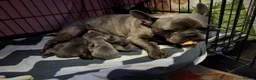 French Bulldog dogs for sale: Blue FrenchBulldog Puppies 3 Generations of Health - Advert 12