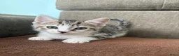 Mixed Breed cats for sale: The most adorable kittens for sale in London - Advert 3