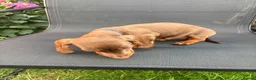 Miniature Dachshund dogs for sale: Stunning KC Miniature Dachshunds - Advert 14