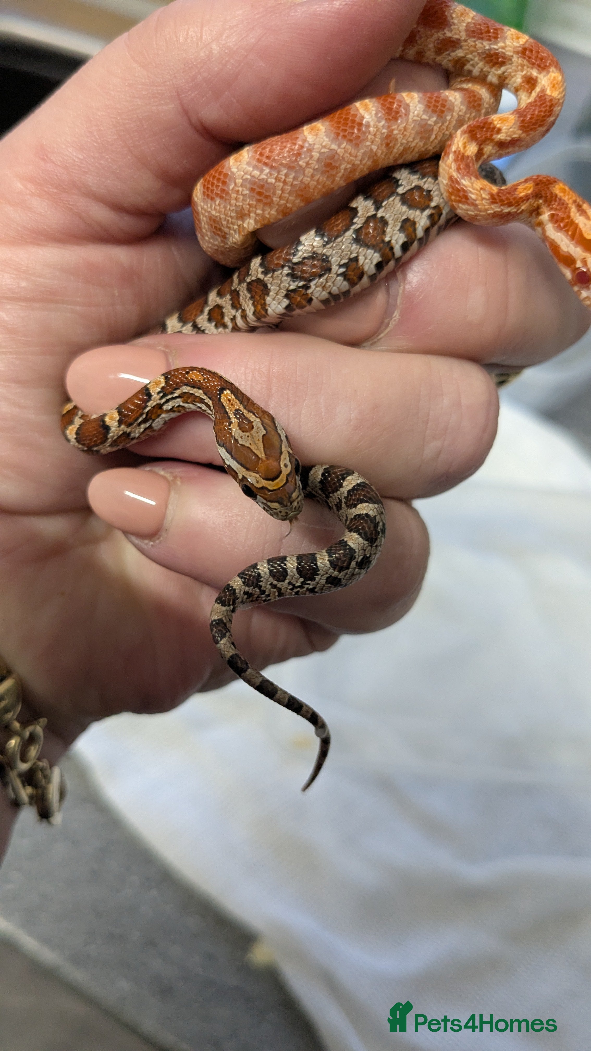 Corn Snake reptiles 1 Baby cornsnake - Advert 5
