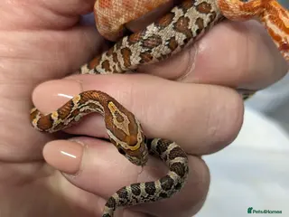 Corn Snake reptiles 1 Baby cornsnake - Advert 5