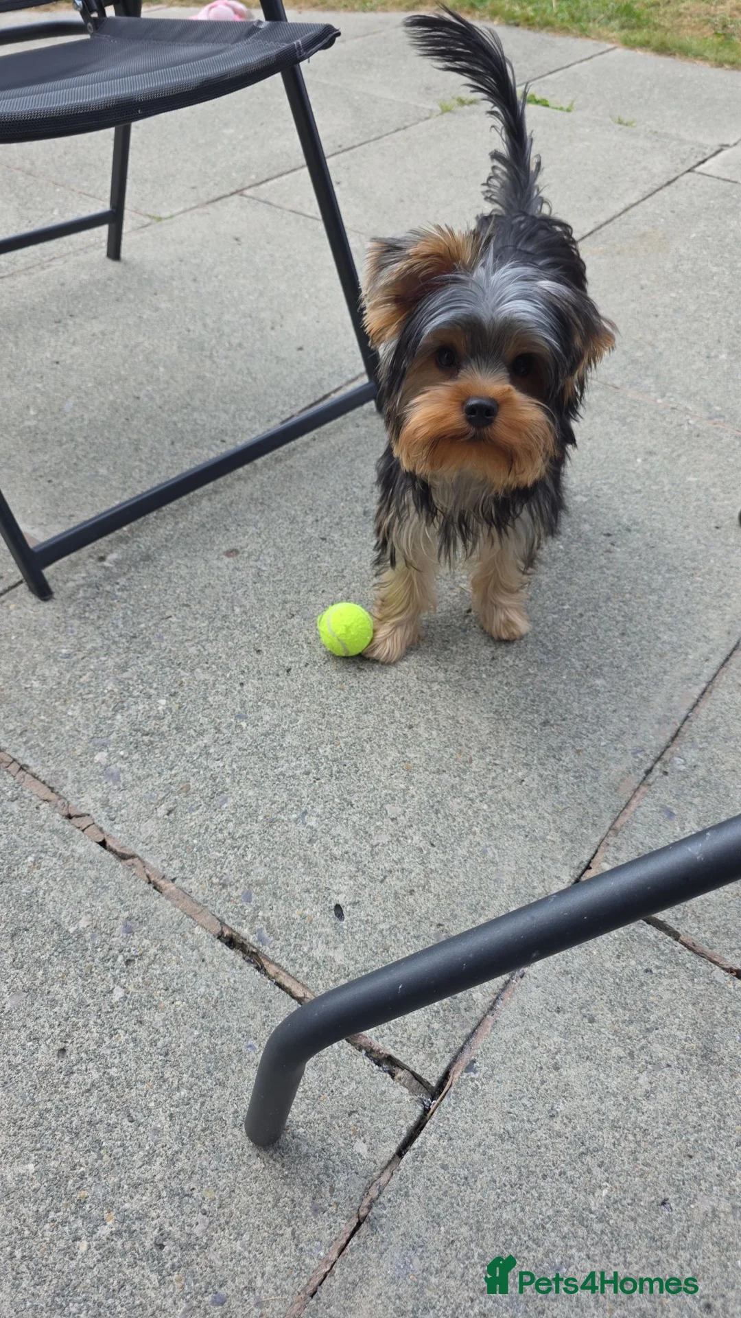 Yorkshire Terrier dogs for stud: Marco pablo in Liverpool - Advert 16
