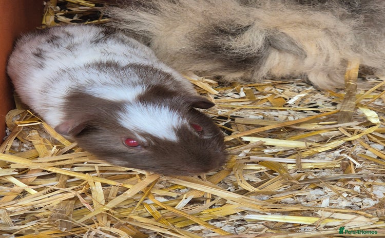 Guinea Pig rodents - Advert 5