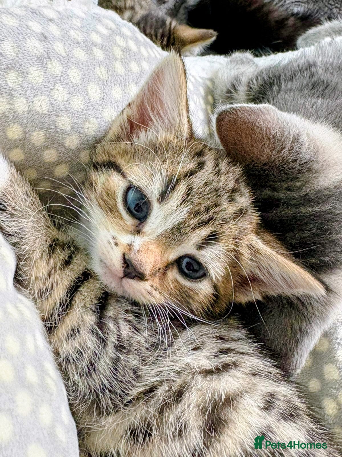 Mixed Breed cats for sale: Kittens Ready Now - Advert 3