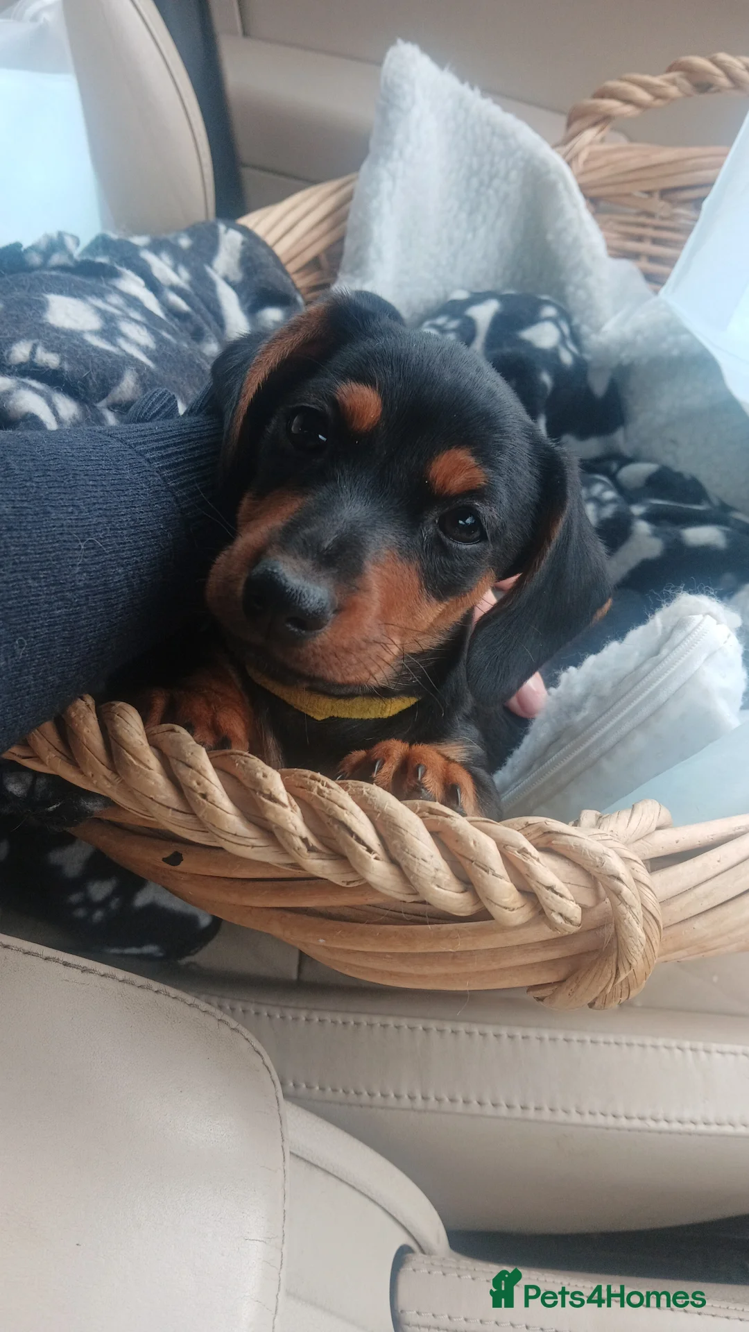 Jackshund dogs for sale: Beautiful Mini Daschund x Jack Russel puppies  in Moreton-in-Marsh - Advert 2