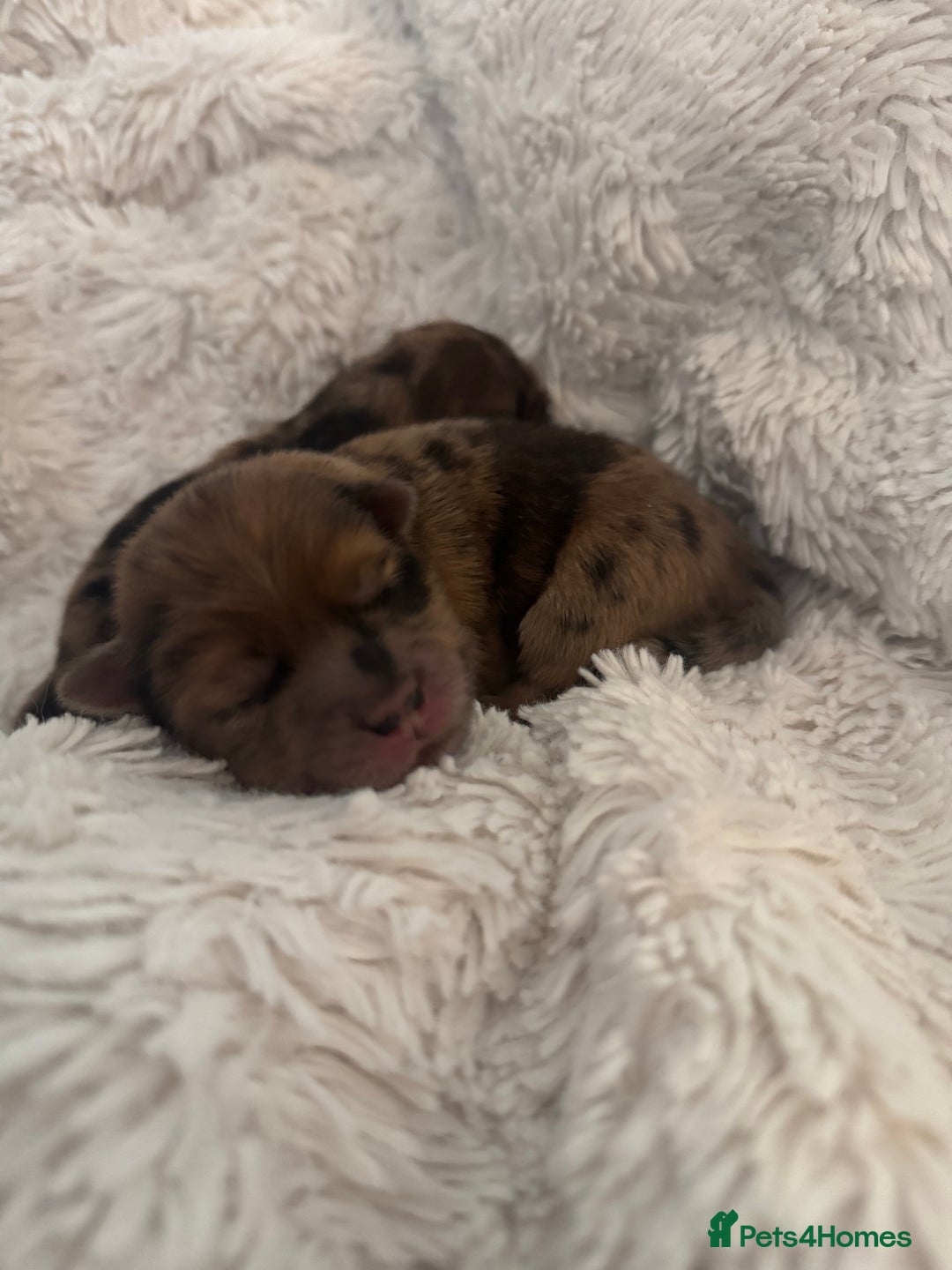 Chow Chow dogs for sale: 5 beautiful Chowchow puppies  - Advert 4