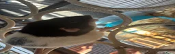 Rat rodents for sale: 6 male rats need for rehoming in Rugby - Advert 5