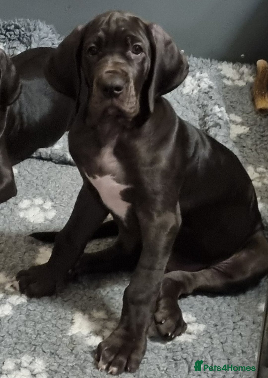 Great Dane dogs for sale: Beautiful girls. KC HEALTH TESTED  - Advert 16