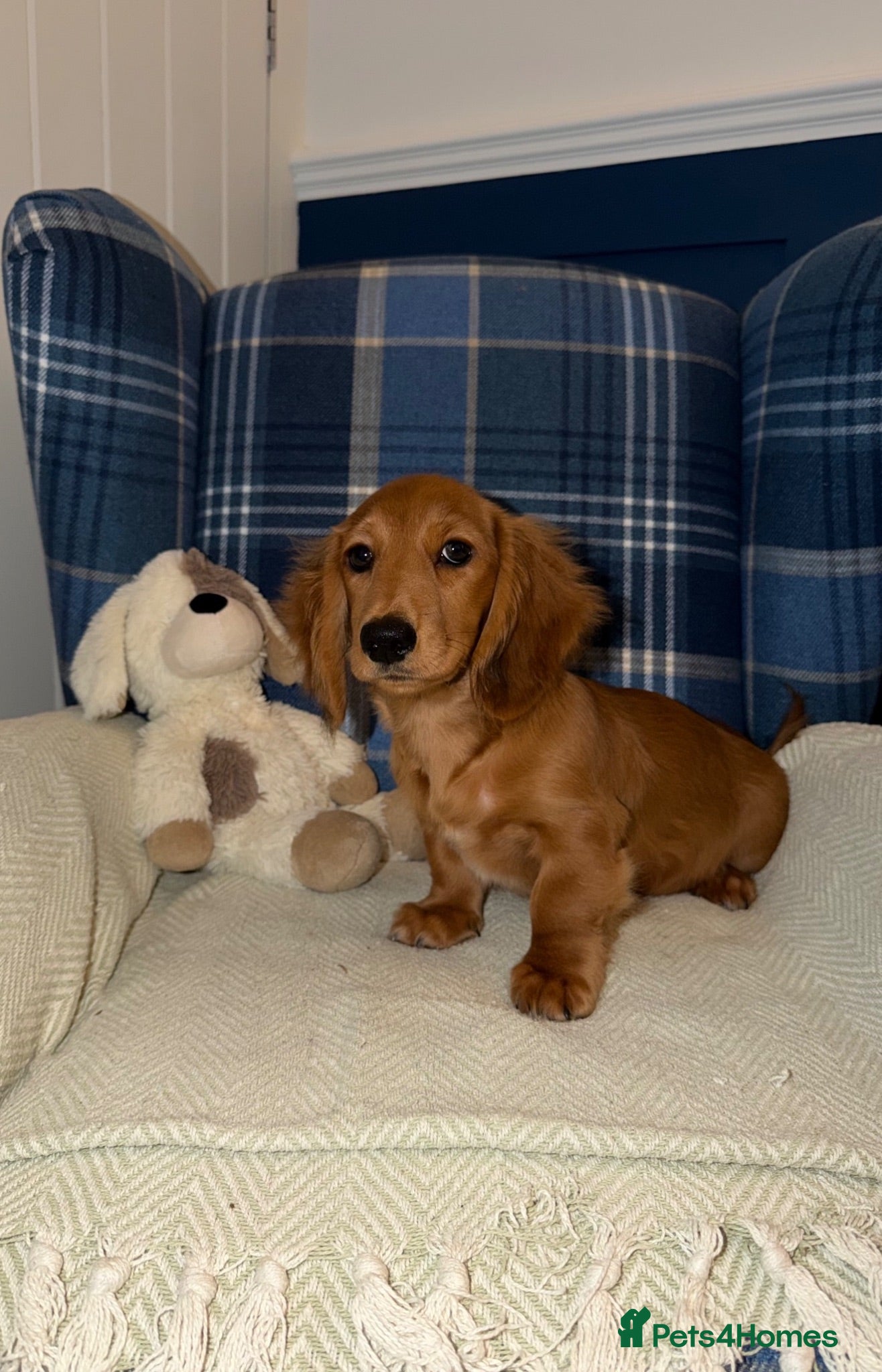 Miniature Dachshund dogs 🩷Stunning Long Haired Mini Dachshunds💙 - Advert 1