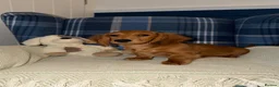 Miniature Dachshund dogs for sale: 🩷Stunning Long Haired Mini Dachshunds💙 - Advert 3
