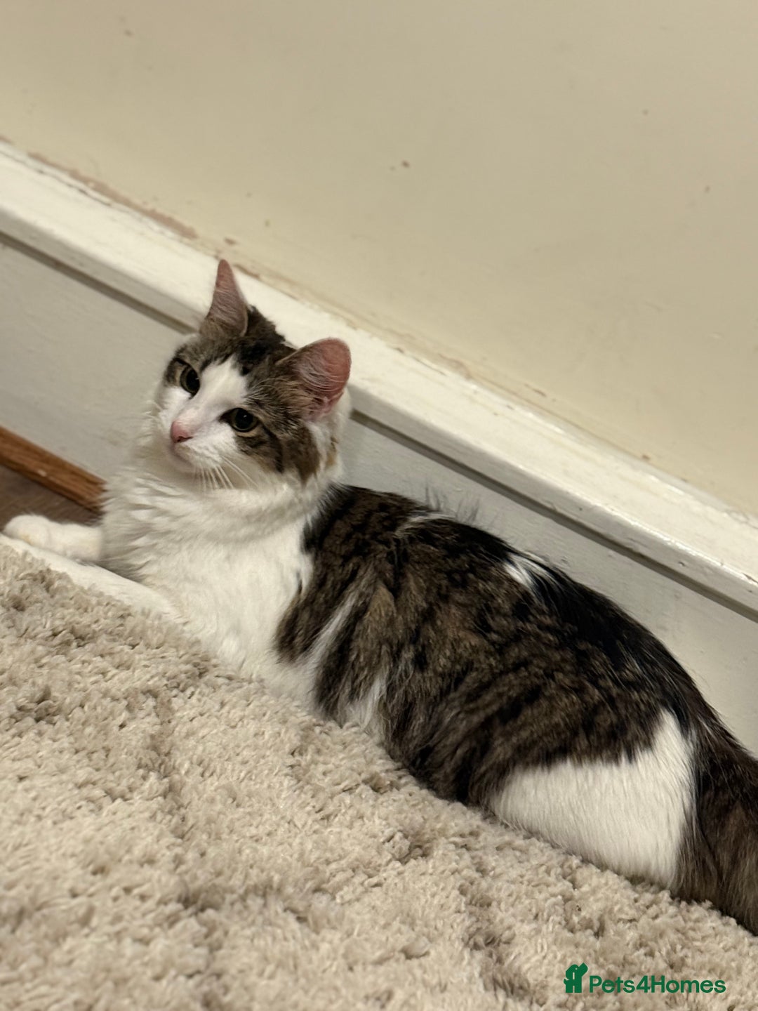 British Longhair cats for sale: 1 female cat and 1 kitten for sale  - Image 2