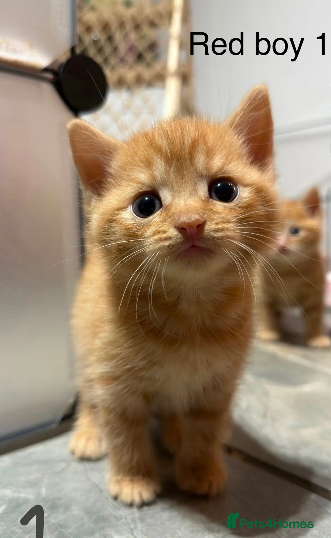 British Shorthair cats for sale: Very docile red boy cream girl  - Advert 2