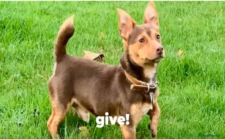 Jack Russell dogs - Advert 10