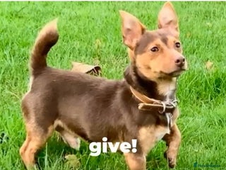 Jack Russell dogs - Advert 38