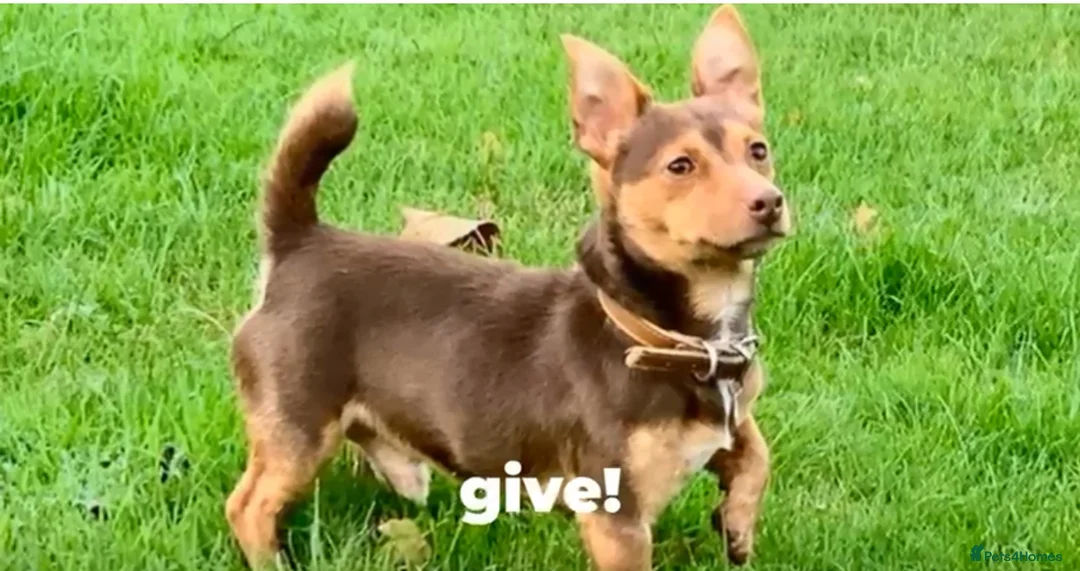 Jack Russell dogs for stud: Stud boys house of jacks  - Advert 1