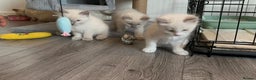 Ragdoll cats for stud: Purebred Blue Point Ragdoll STUD in Batley - Advert 4