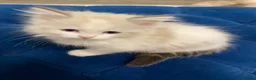 Ragdoll cats for sale: 4 TICA Registered Ragdoll girls available - Advert 34