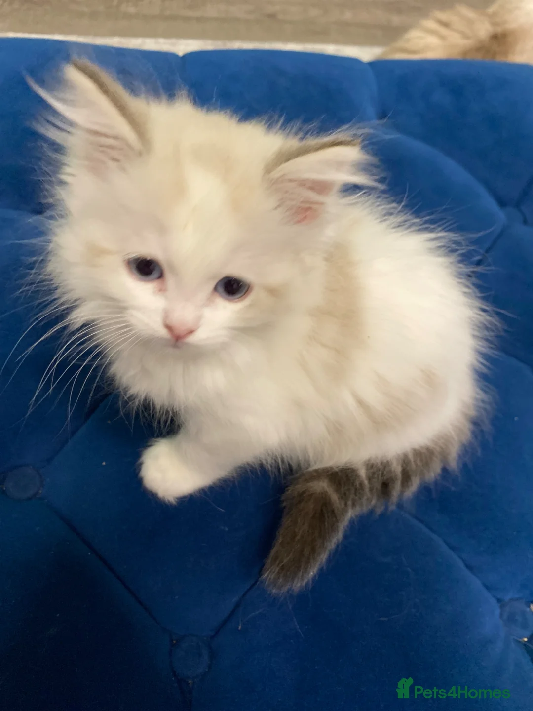 Ragdoll cats for sale: 4 TICA Registered Ragdoll girls available - Advert 34