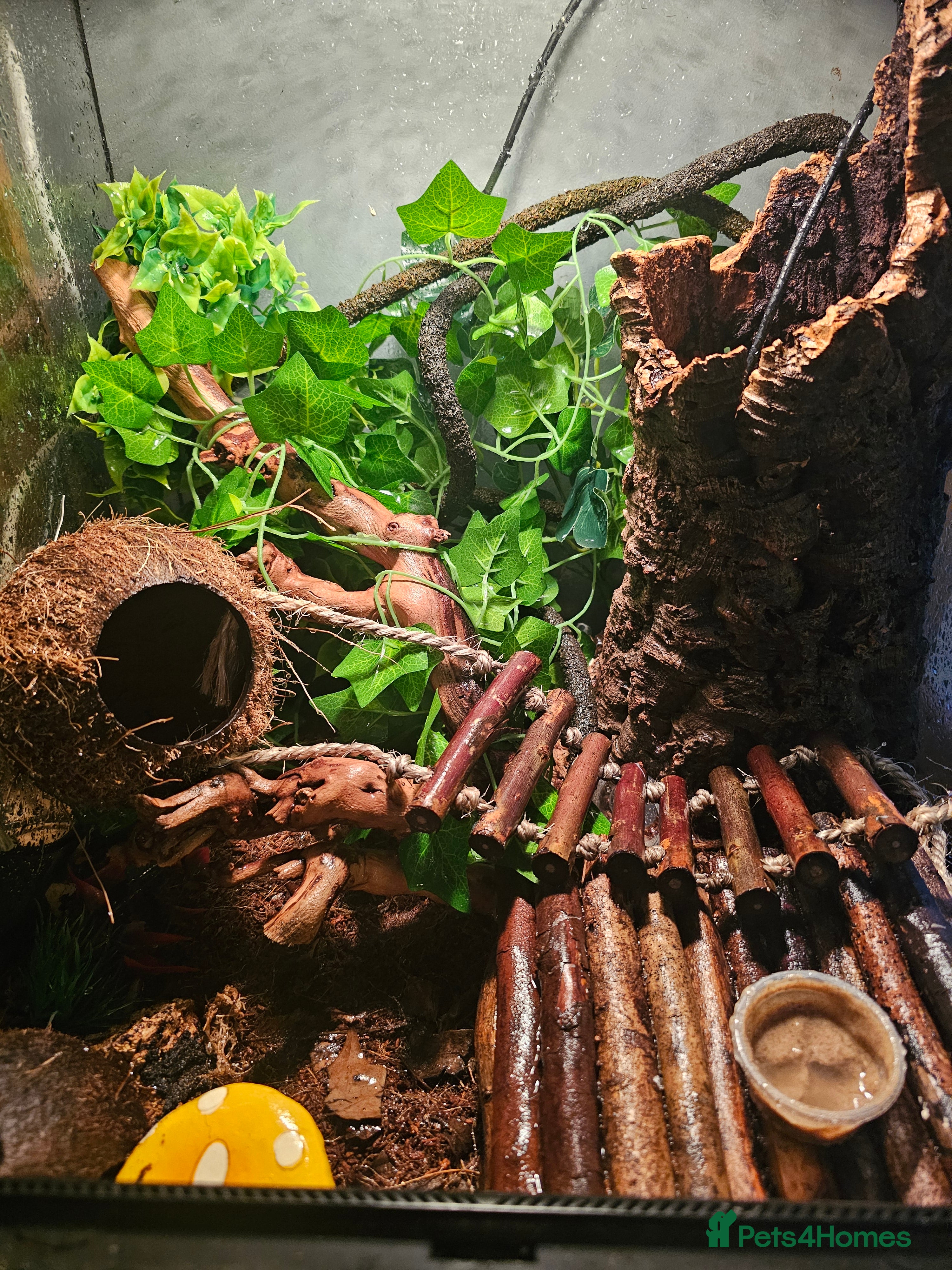 Gecko reptiles Crested Gecko & Full setup - Advert 11