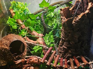 Gecko reptiles Crested Gecko & Full setup - Advert 18
