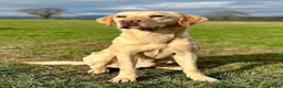 Labrador Retriever dogs for sale: Fully health tested Labrador retriever puppies  in York - Advert 6