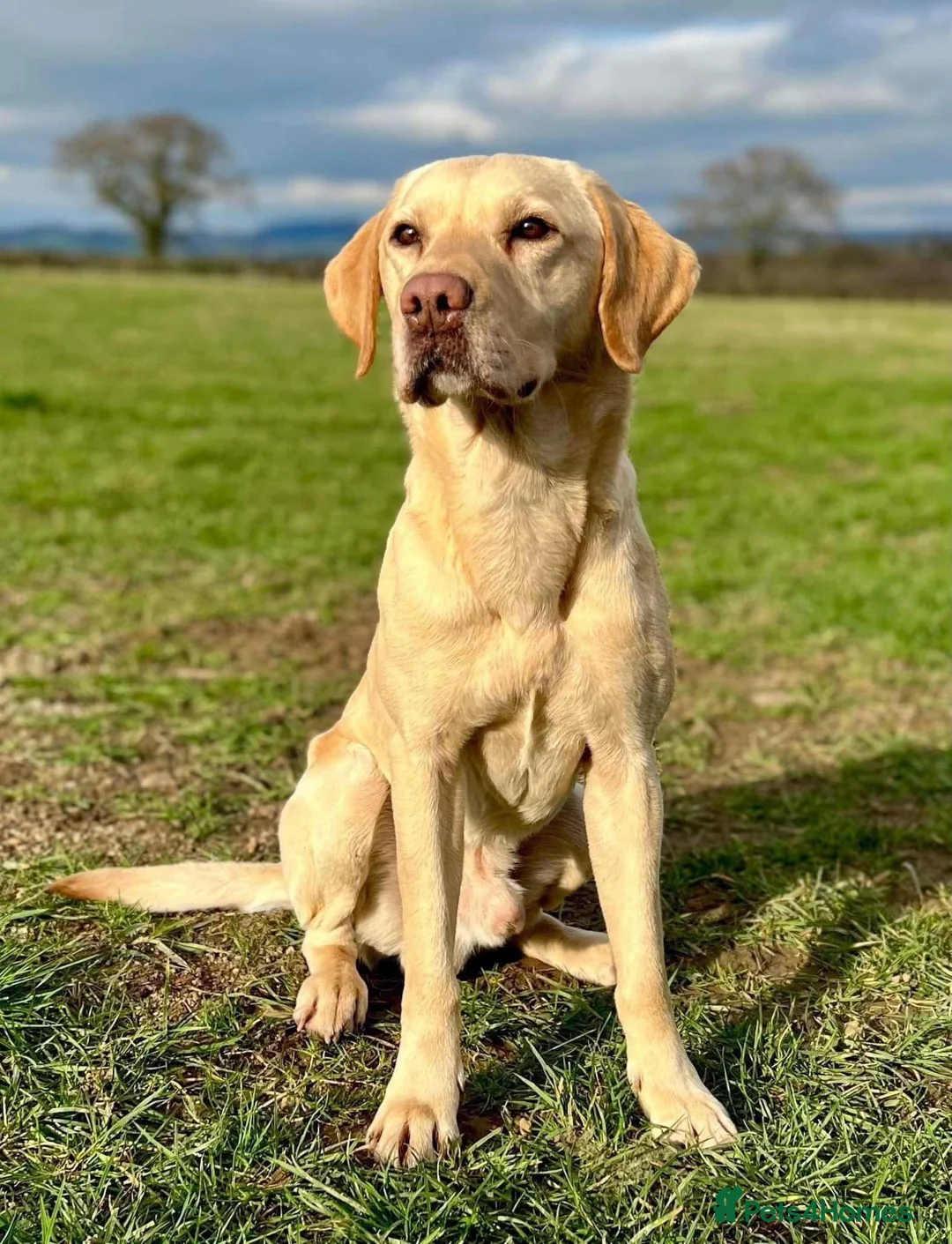 Labrador Retriever dogs for sale: Fully health tested Labrador retriever puppies  in York - Advert 6