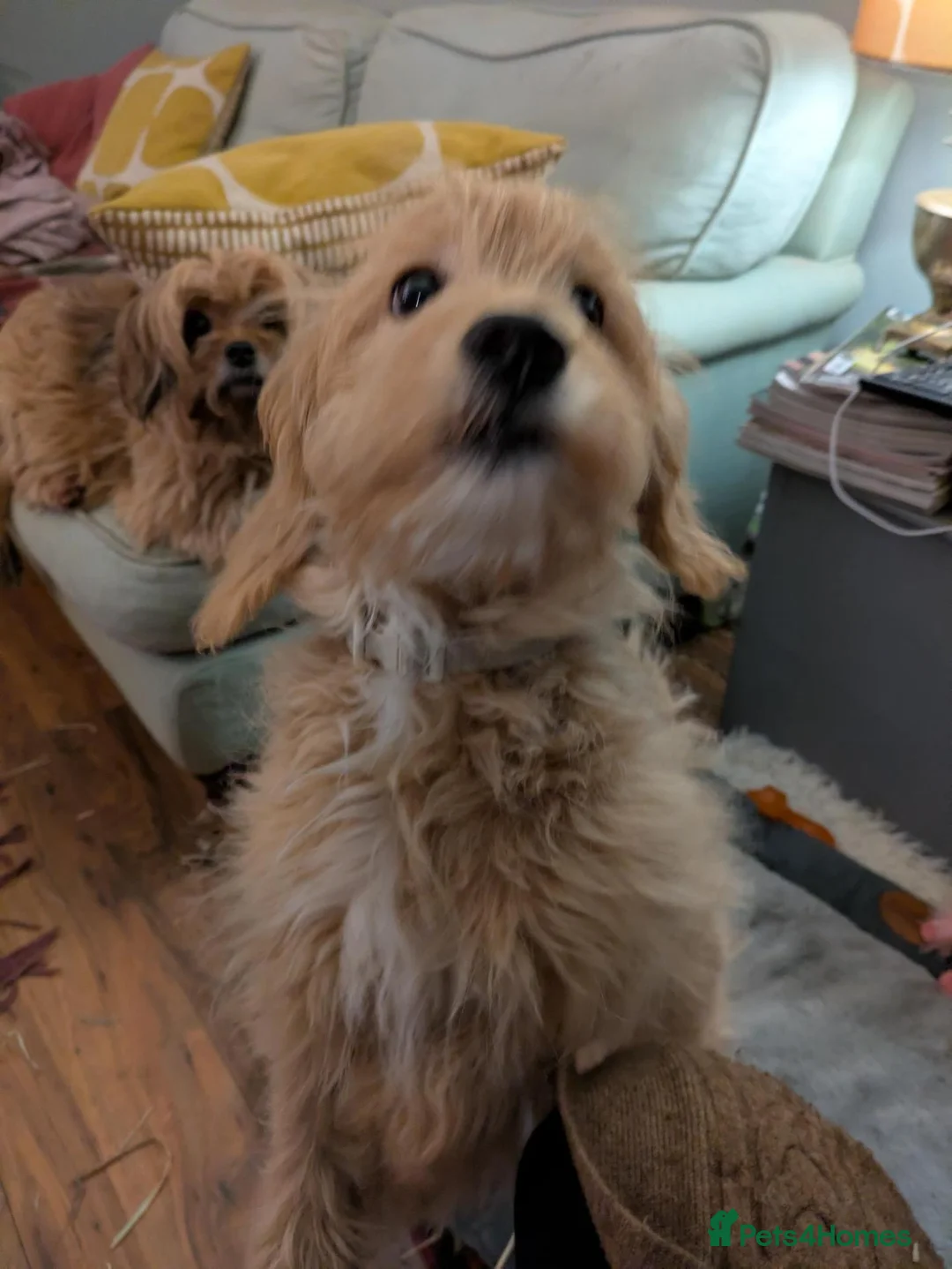 Mixed Breed dogs for sale: Female Ttoodle 13 months Old  - Advert 4