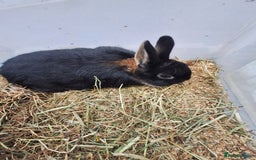 Netherland Dwarf rabbits for sale: Baby Netherland dwarf rabbits for sale £50 each  - Advert 4