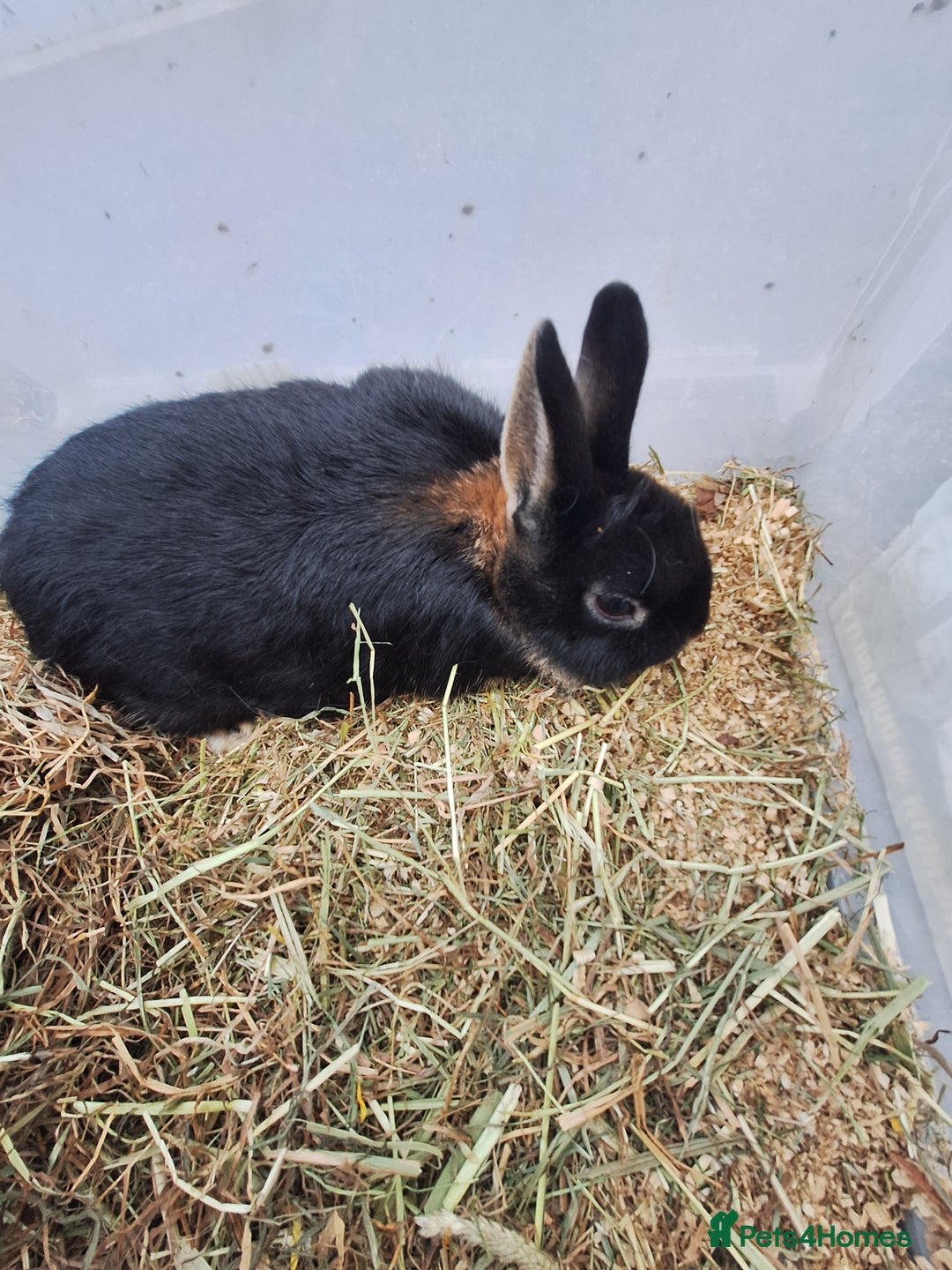 Netherland Dwarf rabbits for sale: Baby Netherland dwarf rabbits for sale £50 each  - Advert 4