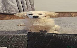 Golden Retriever dogs for sale: Chunky, Polar bear white KC golden retriever boy - Image 7
