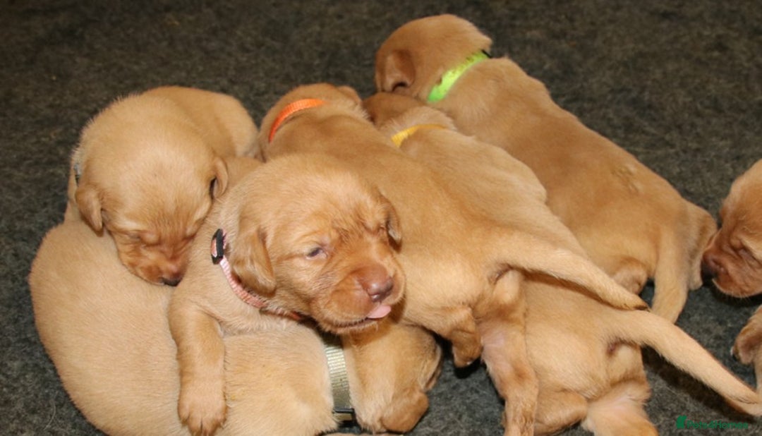 Labrador Retriever dogs for sale: Red Fox Labs : Health Checked-KC Reg-FTCH Pedigree - Image 4