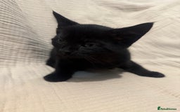 Mixed Breed cats for sale: 3 little girls - Image 3